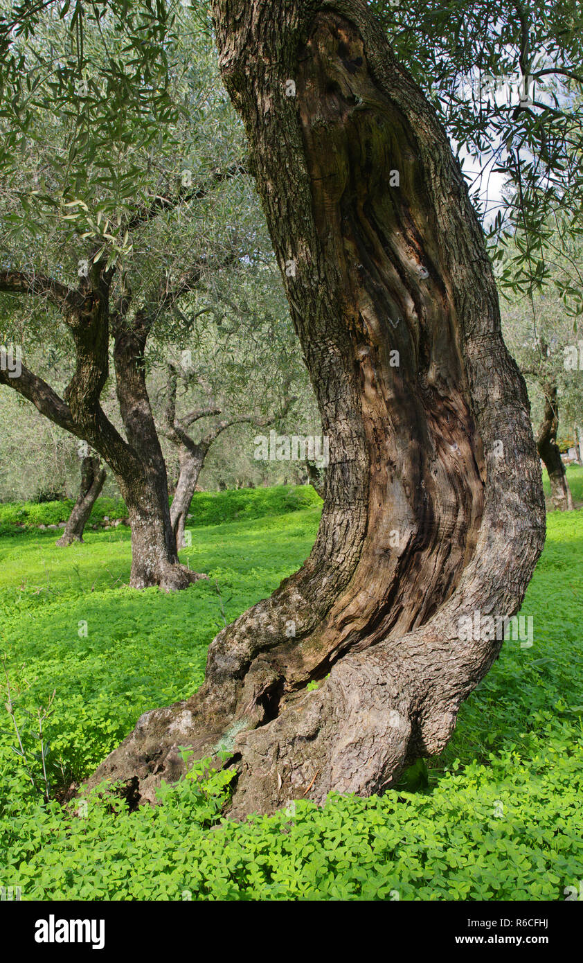 Olivos en un antiguo olivar (Olea europaea),Formia, Italia Foto de stock