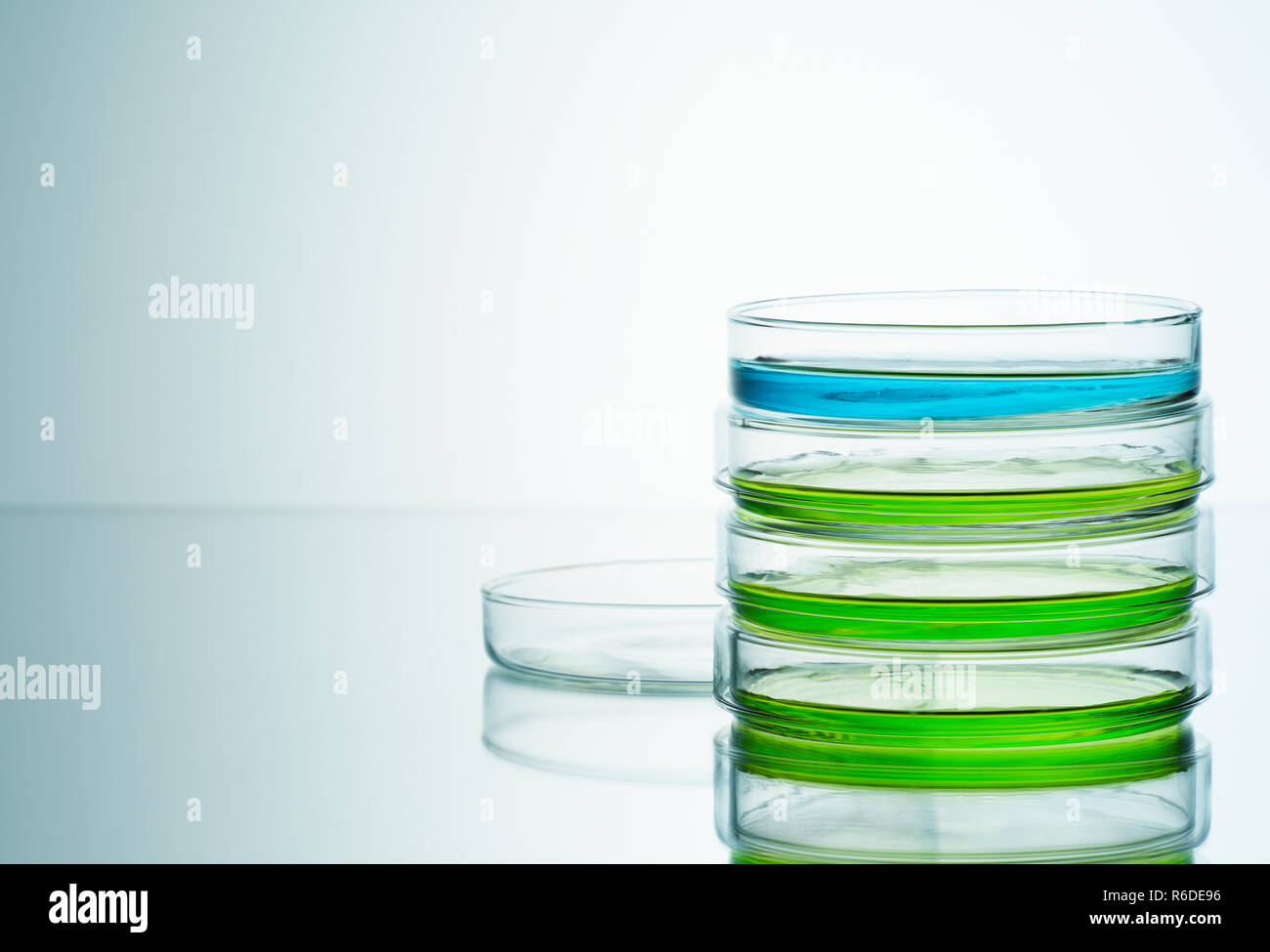 El azul y el verde líquidos en placas petri, fondo liso Foto de stock