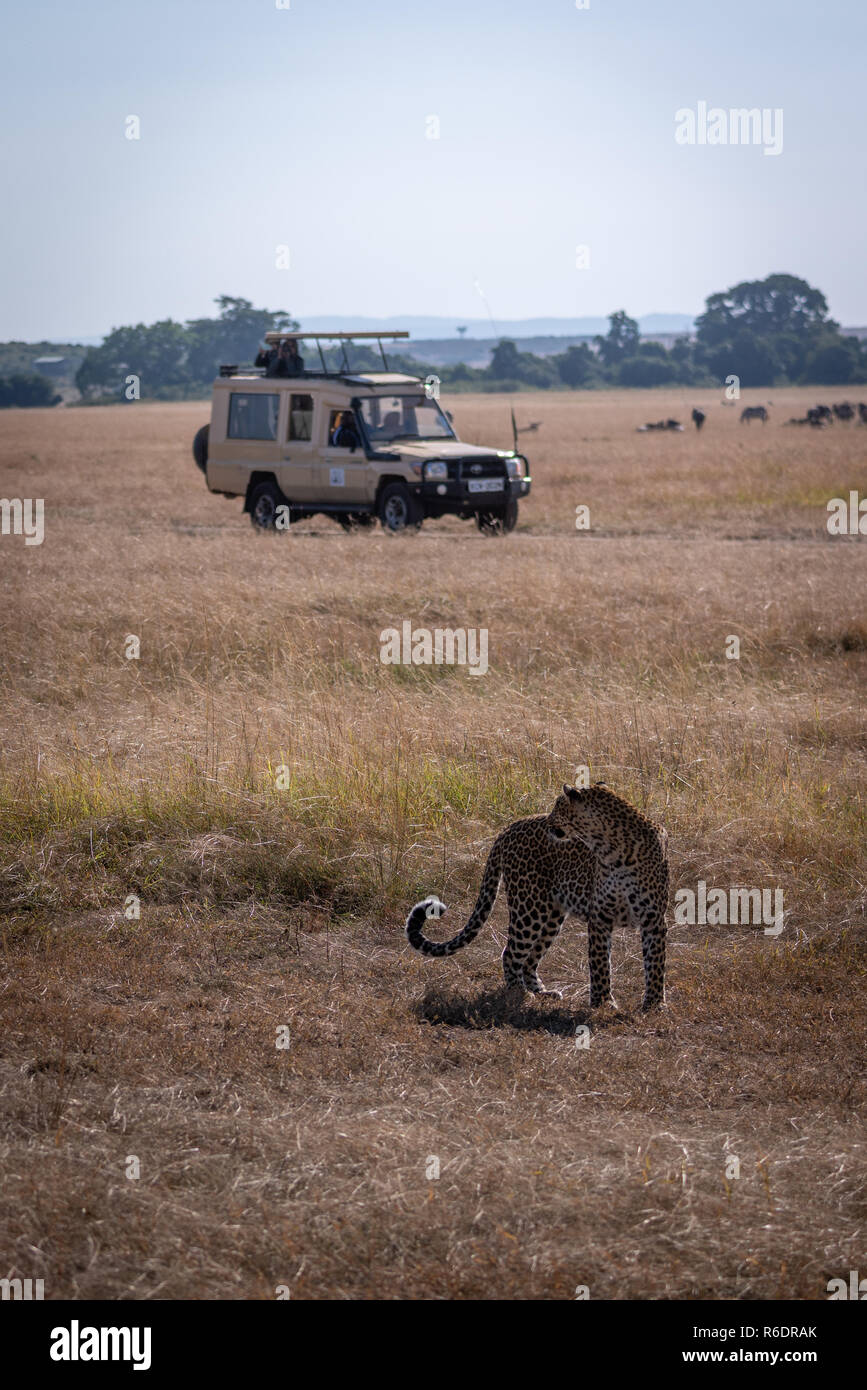 Leopard mira hacia atrás, hacia los fotógrafos en la carretilla Foto de stock