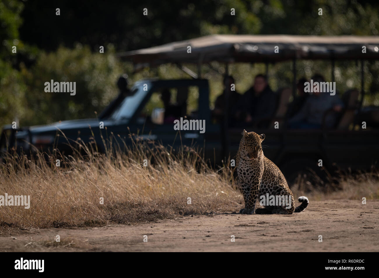 Leopard sentado vigilado por los fotógrafos en la carretilla Foto de stock