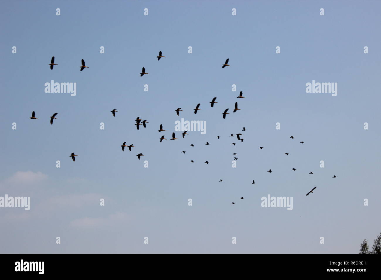 Los pájaros vuelan en el cielo Foto de stock