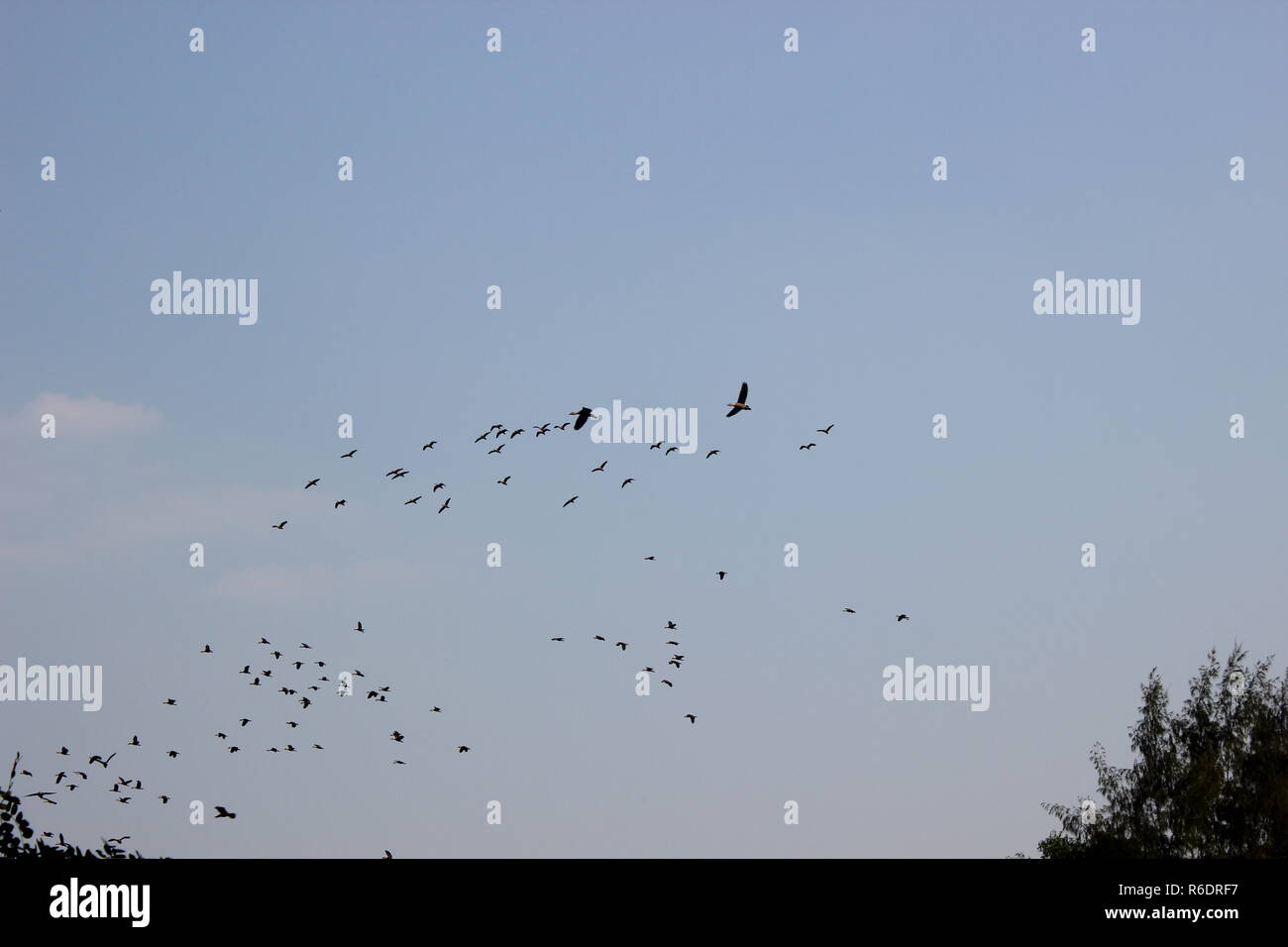 Los pájaros vuelan en el cielo Foto de stock