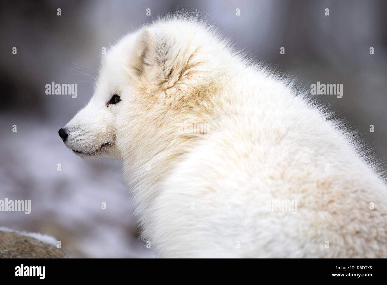 Close-up de zorro ártico en abrigo blanco sentado Foto de stock