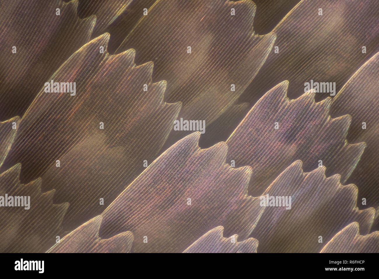 Ampliación extrema - Alas de Mariposa bajo el microscopio Fotografía de  stock - Alamy