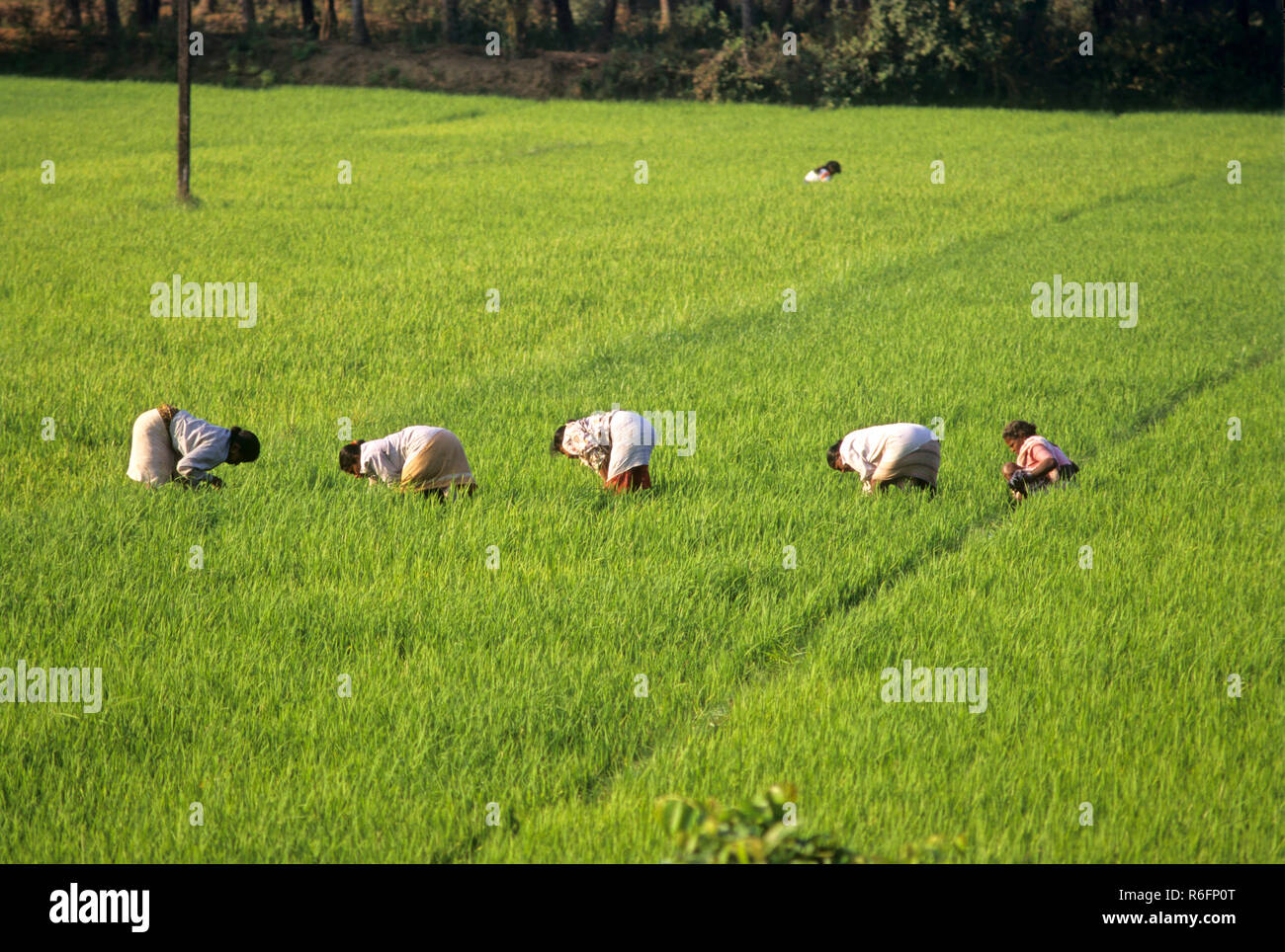 Las mujeres que trabajan en los arrozales, Goa, India Foto de stock