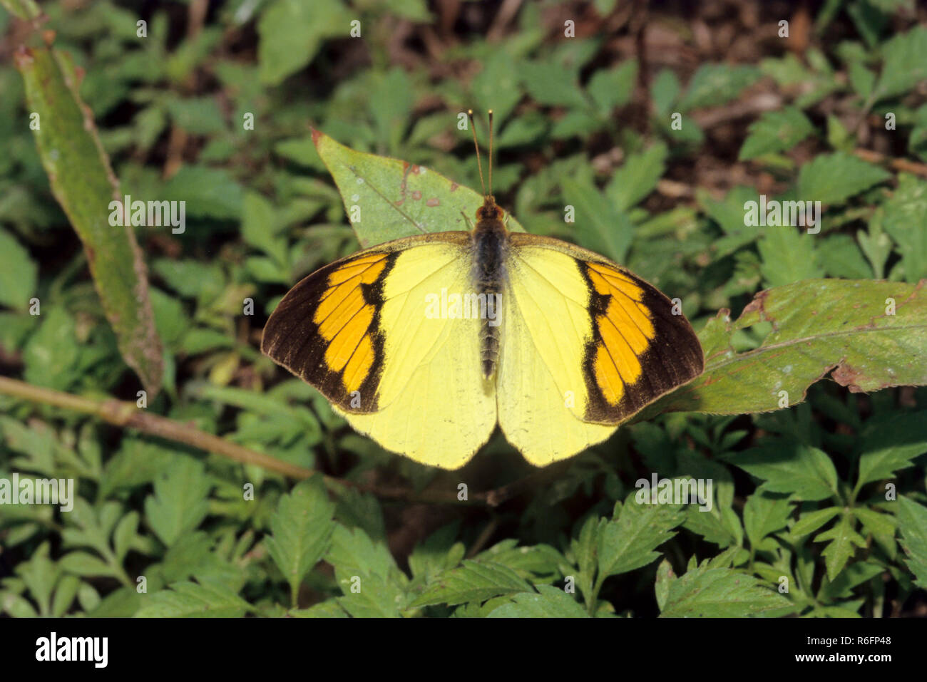 Los insectos, mariposas, amarillo anaranjado en la punta (Ixias pyrene), Arunachal Pradesh, India Foto de stock