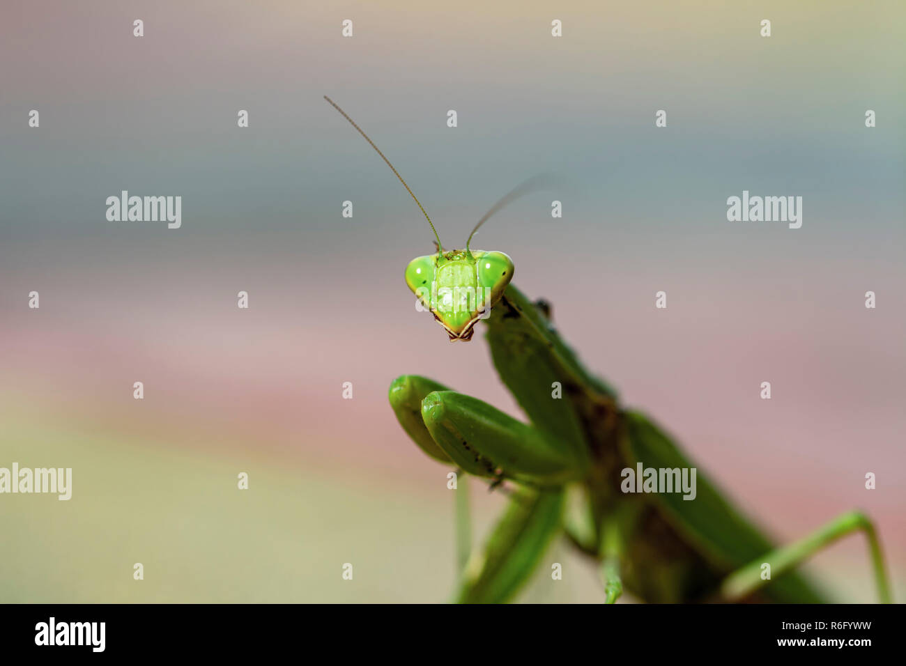 Mantis insecto adulto. Buscar una pareja para la procreación. Foto de stock