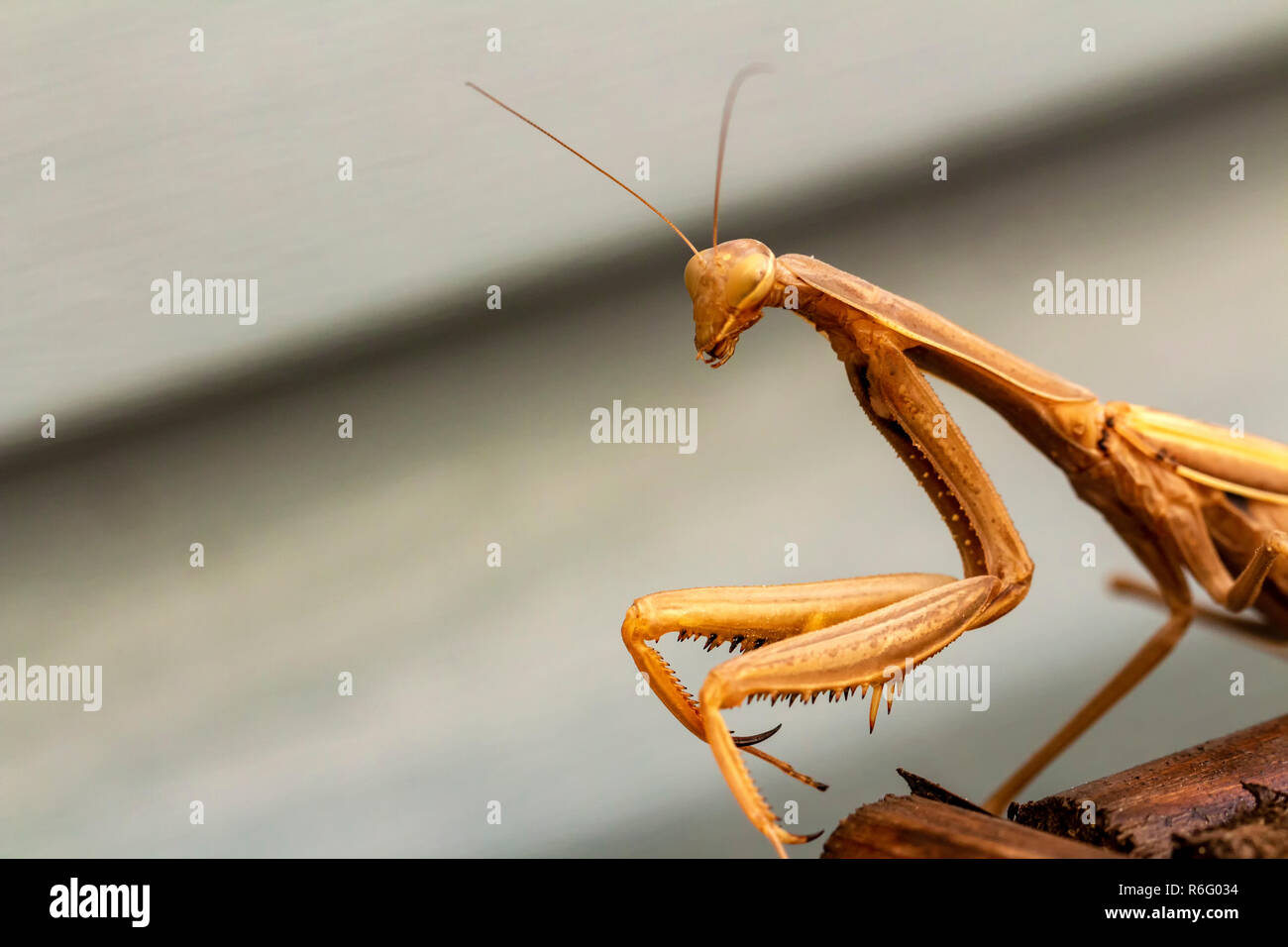 Mantis insecto adulto. Buscar una pareja para la procreación. Foto de stock