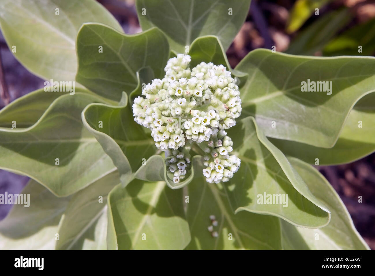 La lechuga de mar (Scaevola taccada) Foto de stock