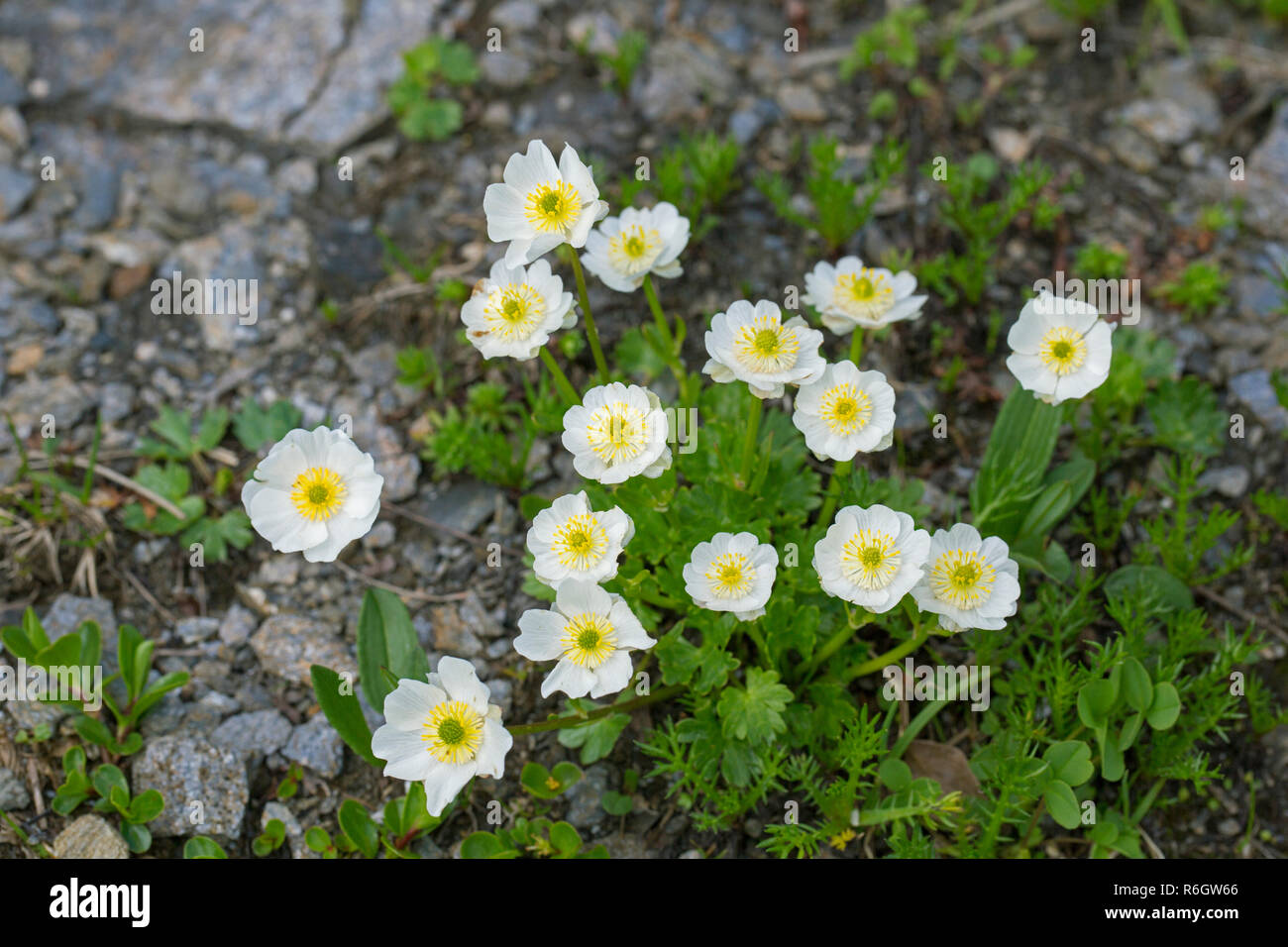 Crowfoot alpino / alpino buttercup (Ranunculus alpestris) flores en verano, nativa de los Alpes, los Pirineos, los Cárpatos y los Apeninos Foto de stock