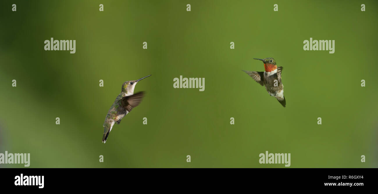 Ruby-throated dos colibríes, masculino y femenino, volando en el jardín. Foto de stock