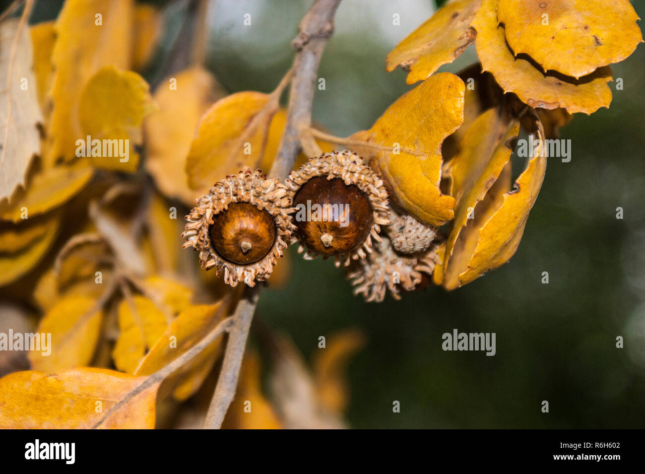 Chene Vert Le Chene Vert Ou L Yeuse Est Une Espece D Arbres A Feuillage Persistente De La Famille Des Fagacees Present Sous Forme De Bois Clairs Fotografia De Stock Alamy