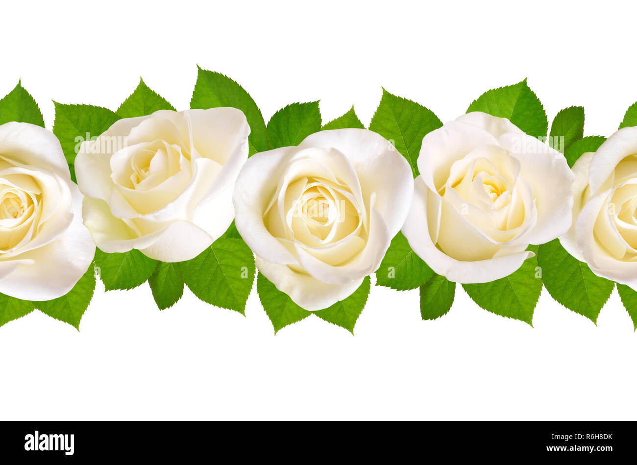 Frontera sin costuras con rosas blancas. Aislado sobre fondo blanco  Fotografía de stock - Alamy