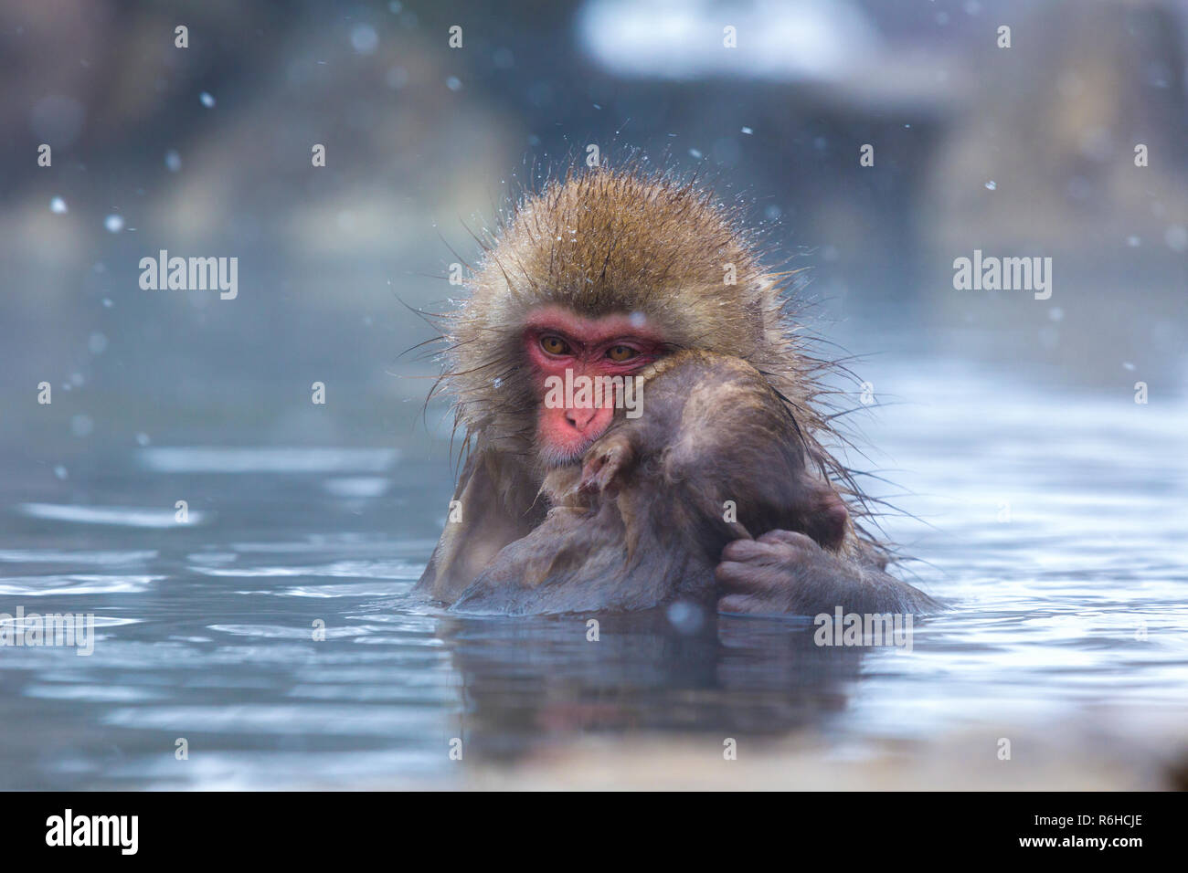 Nieve o monos macacos japoneses la mamá y el bebé durante el invierno en Nagano, Japón Foto de stock