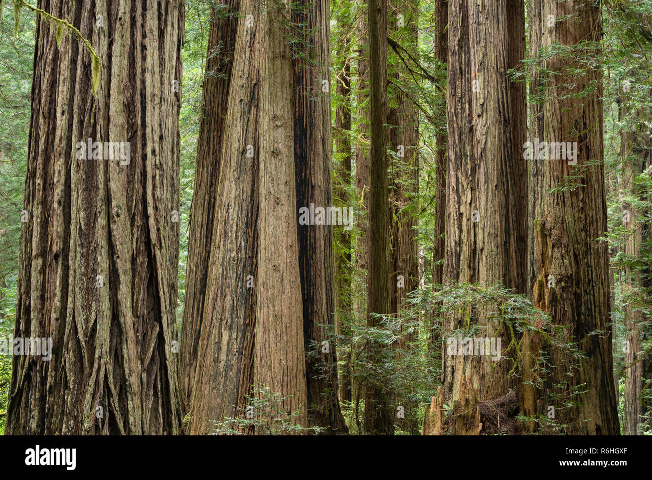 A lo largo de secoyas gigantes Cal Barrel Road en Prairie Creek Redwoods State Park, California. Foto de stock