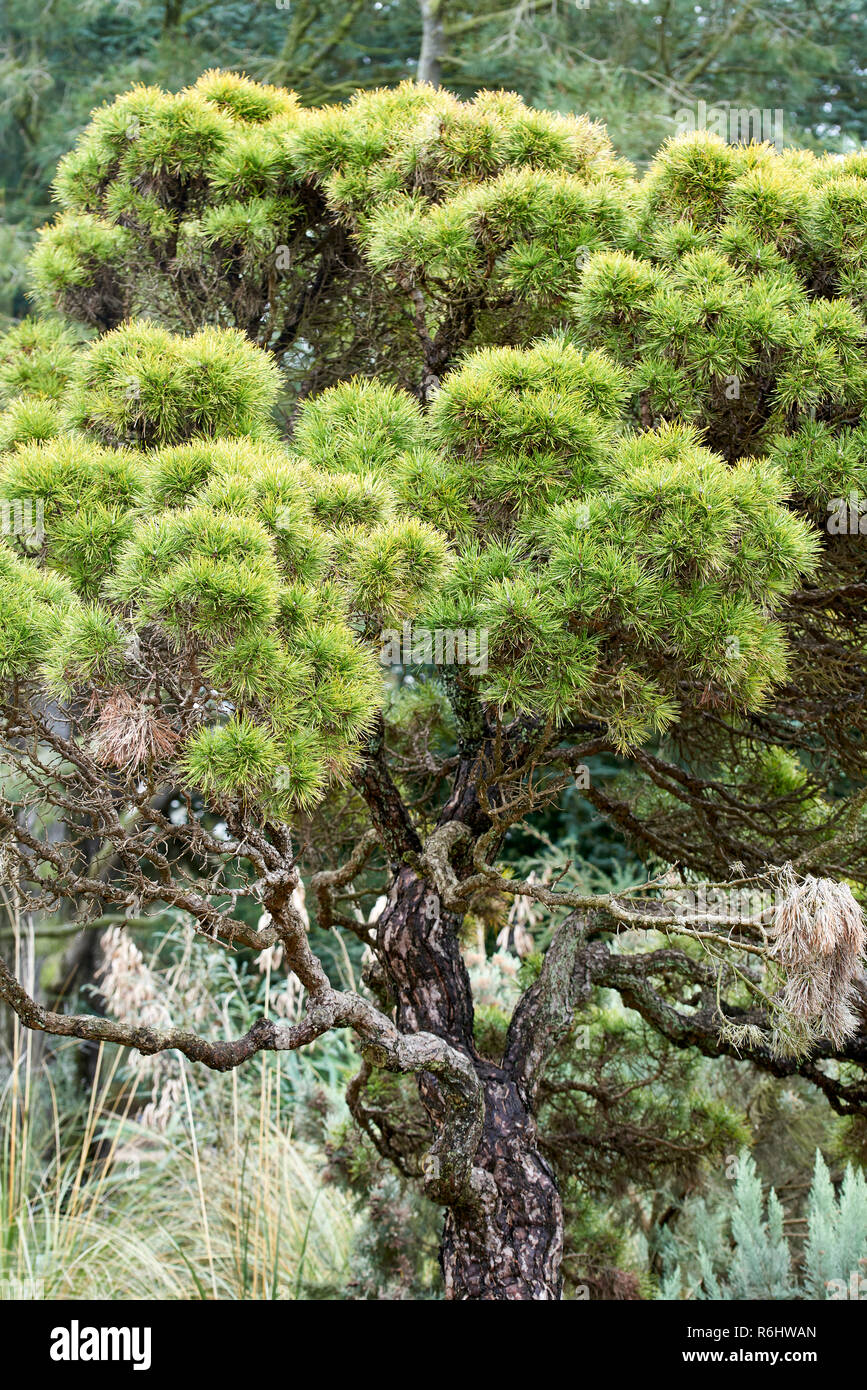 Pinus nigra 'Moseri', Pinaceae - nudosas característico trenzado con bosquetes de pino de agujas cortas Foto de stock