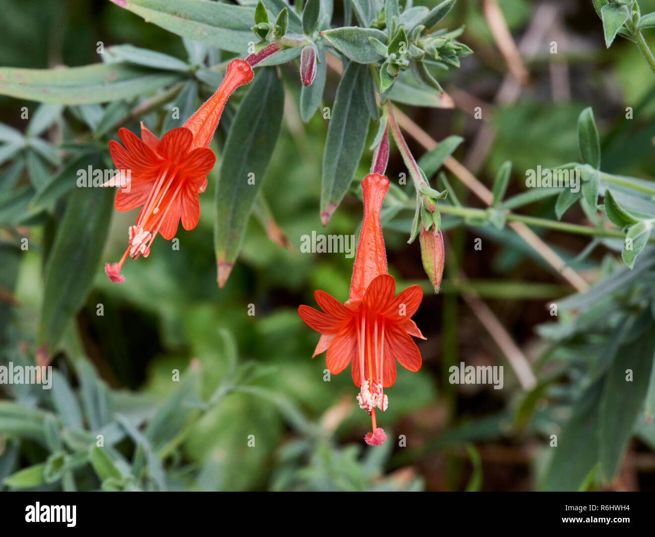 Fuchsia - californiano Zauschneria californica (ONAGRACEAE) - delicadas flores de color rojo-naranja closeup Foto de stock