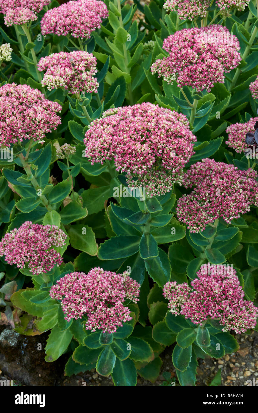 - Stonecrop Sedum spectabile (Crassulaceae) - cabezas de flores rosadas y blancas en la pantalla masiva Foto de stock