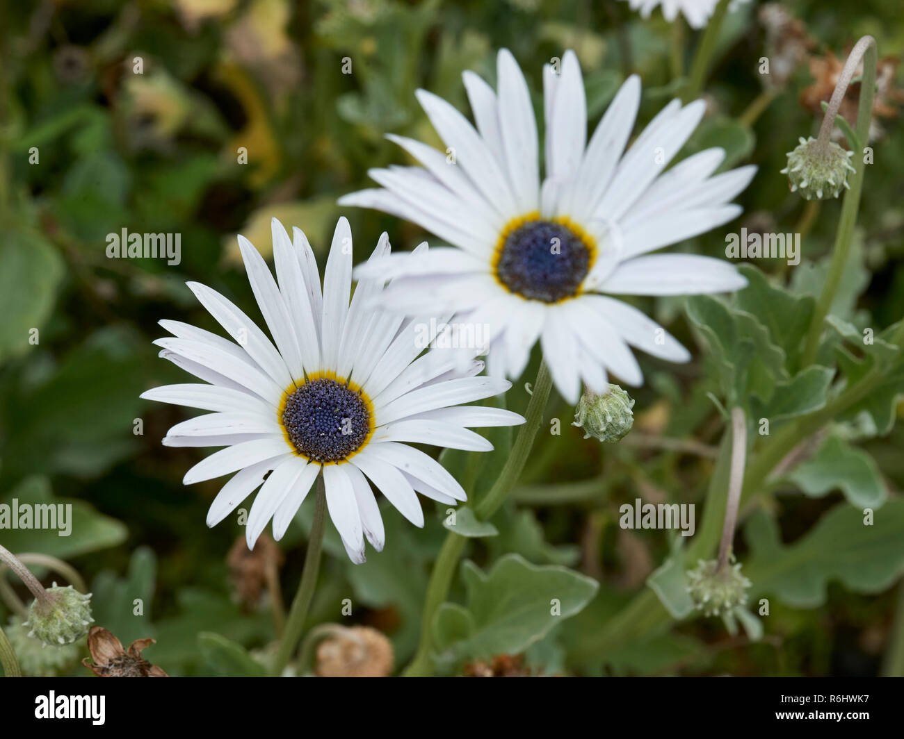 Blue-eyed Daisy - Arctotis stoechadifolia africana (Asteraceae) - Daisy blanco flores con azul impresionante centro sobre tallos largos Foto de stock