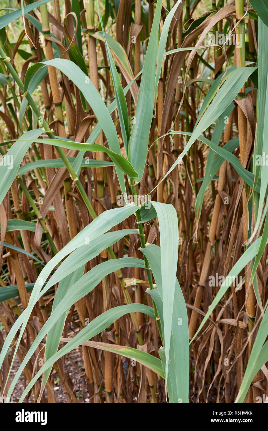 Giant reed - Arundo donax (Poaceae) - cultivo mostrando las hojas y tallos jóvenes Foto de stock