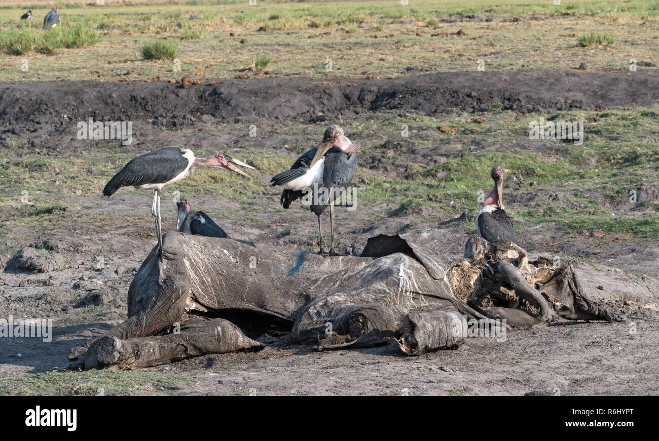 Cigüeñas marabú comer el cadáver de elefantes muertos, Moremi Game Reserve, Botswana Foto de stock