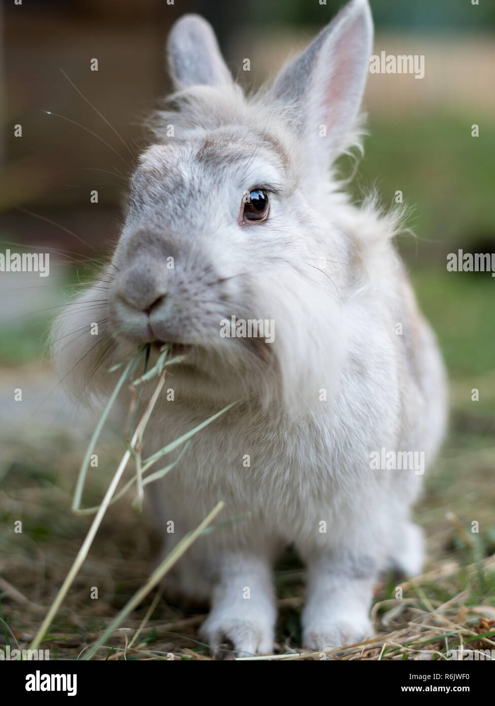 Un conejo enano blanco (Lions head) sentados en el césped, comer Foto de stock