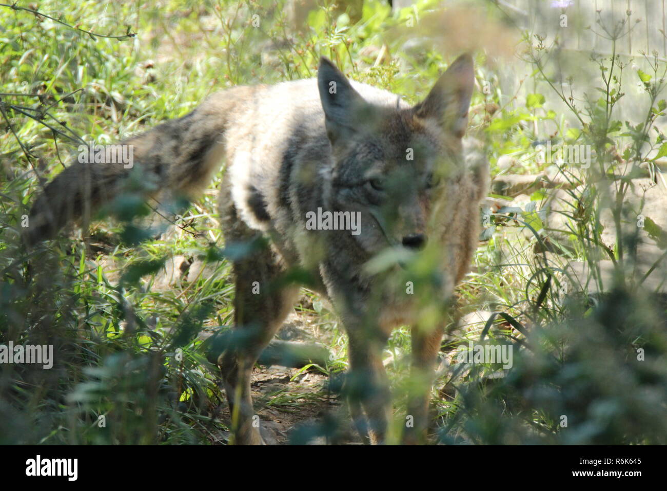 Loup En Naturaleza Lobo En La Naturaleza Fotografia De Stock Alamy Loup En Naturaleza Lobo En La Naturaleza Fotografia De Stock Alamy