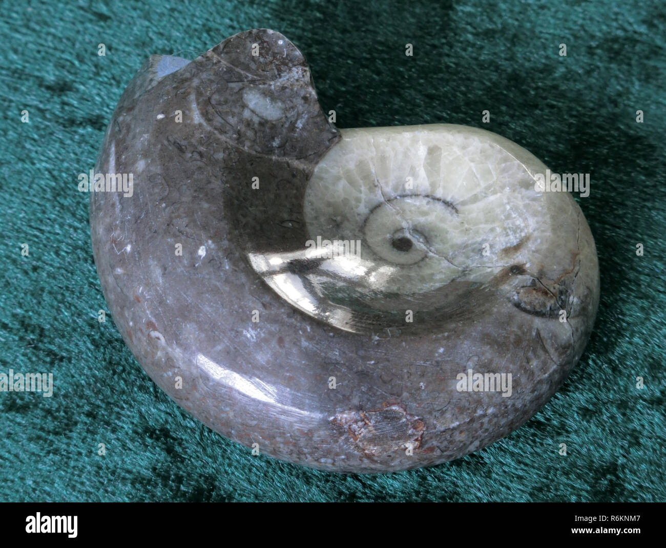 Un tipo de fósil de ammonites extinguidos los cefalópodos moluscos marinos Foto de stock
