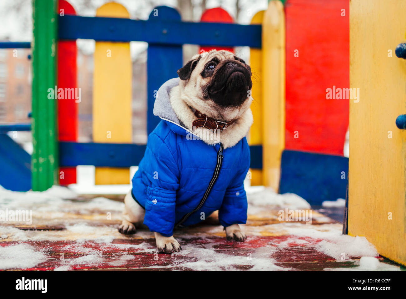 Perro Pug en ropa de invierno sentado en el patio al aire Esperando comando Pet Fotografía de stock - Alamy