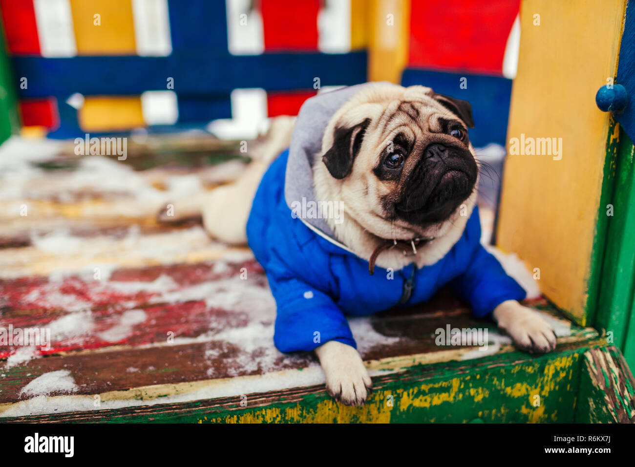 Perro Pug en ropa de invierno sentado en el patio al aire libre. Esperando  comando Pet Fotografía de stock - Alamy