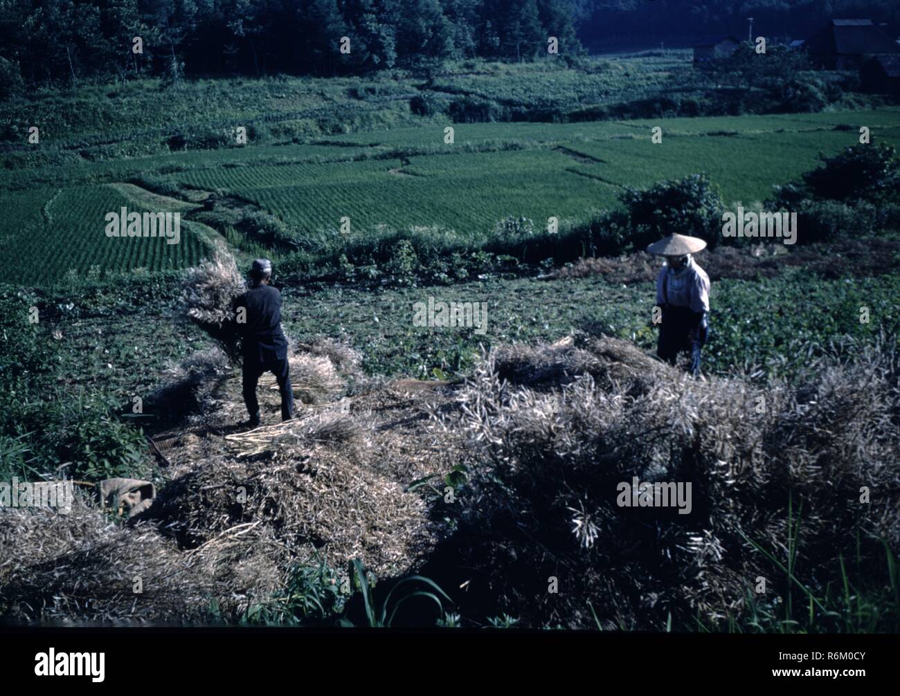 Los trabajadores que usen ropa y sombreros tradicionales arrozales trabajo en una granja en el Japón de la posguerra, de 1965. () Foto de stock