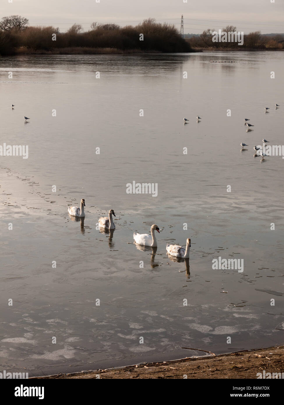 Línea de silencio con los cisnes cygnets familia viajando por agua fría fuera de la superficie del lago reserva natural Foto de stock