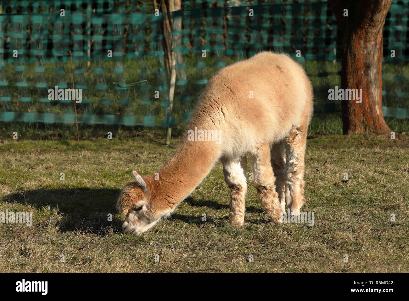 Alpaca sobre una pastura Foto de stock