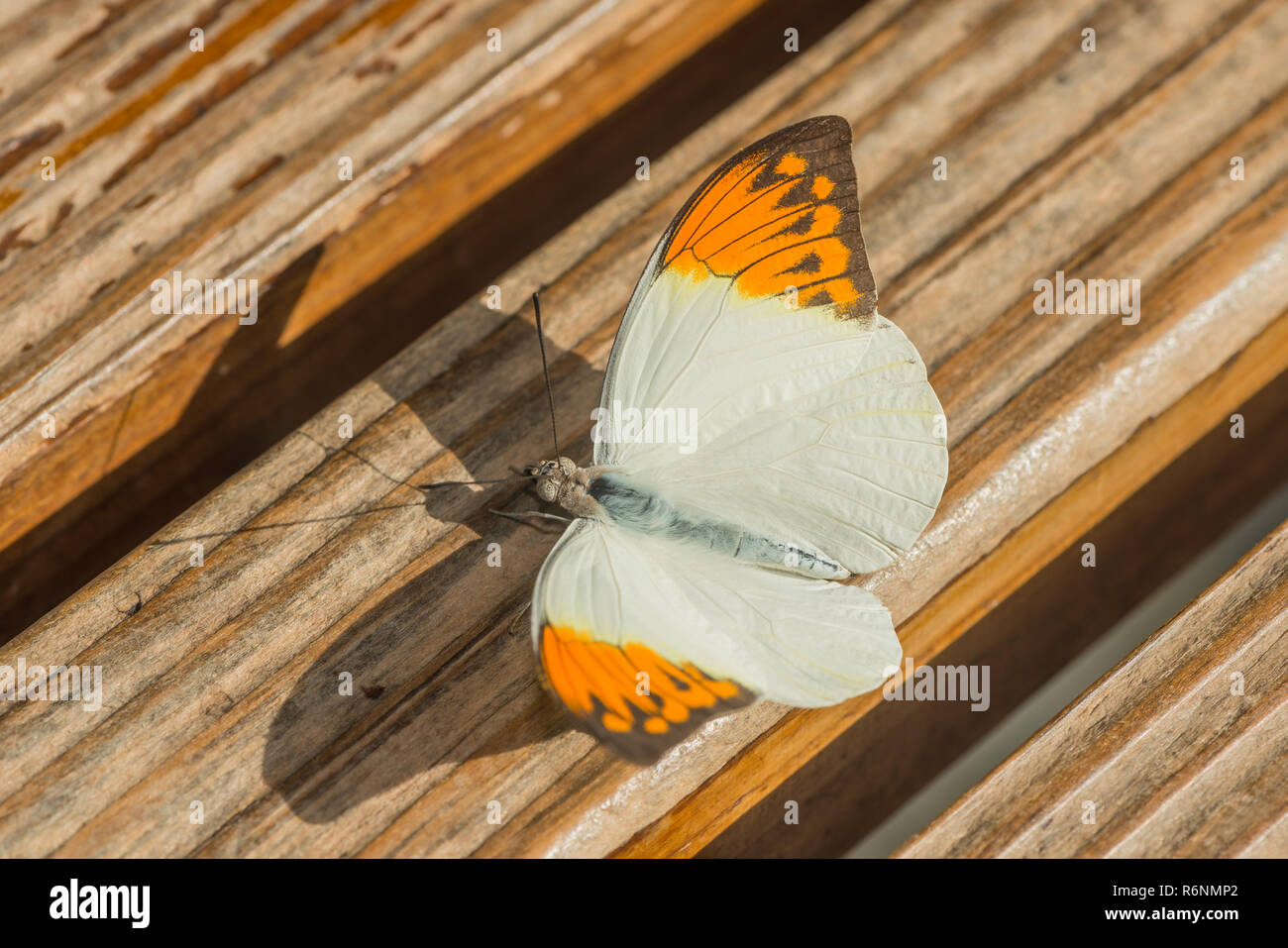 Una mariposa de punta grande de color naranja en la casa de las mariposas Foto de stock