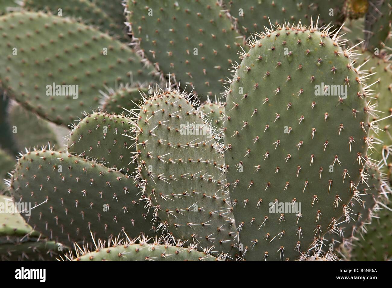 Detalle de la planta de cactus Foto de stock