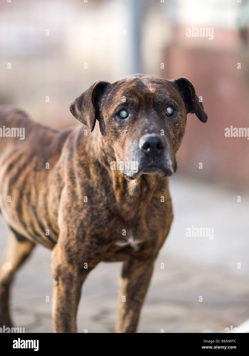 Pitbull Marron Fotos E Imagenes De Stock Alamy