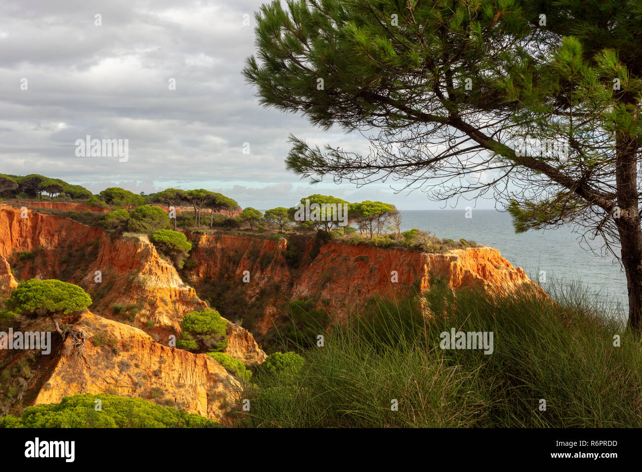 Las rocas de piedra arenisca roja y de pinos, acantilados, Praia da Falesia, Ohlhos de agua, Albufeira, Algarve, Portugal Foto de stock