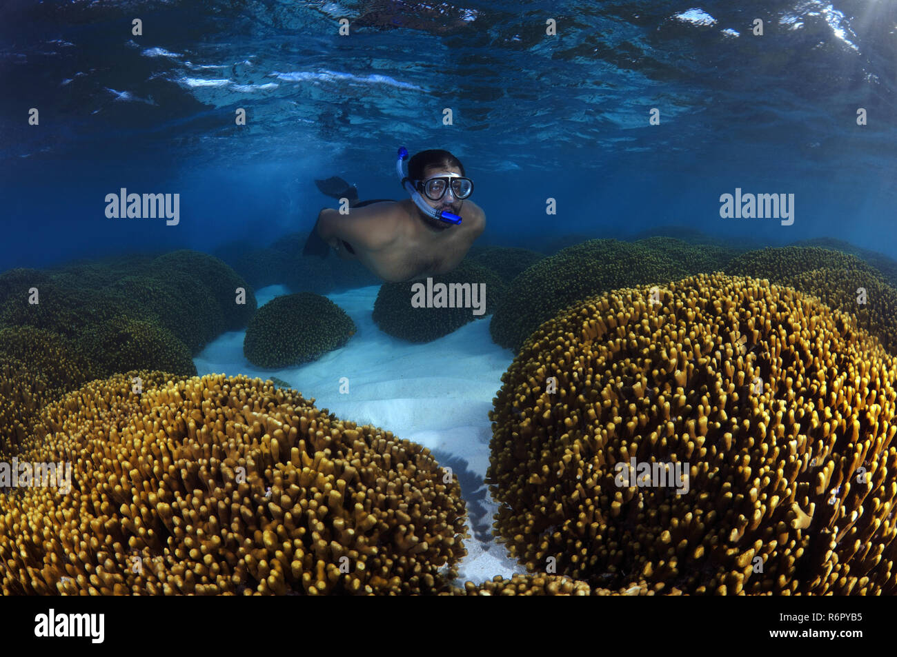 Mman nada sobre un arrecife de coral, el Océano Índico, Maldivas Foto de stock