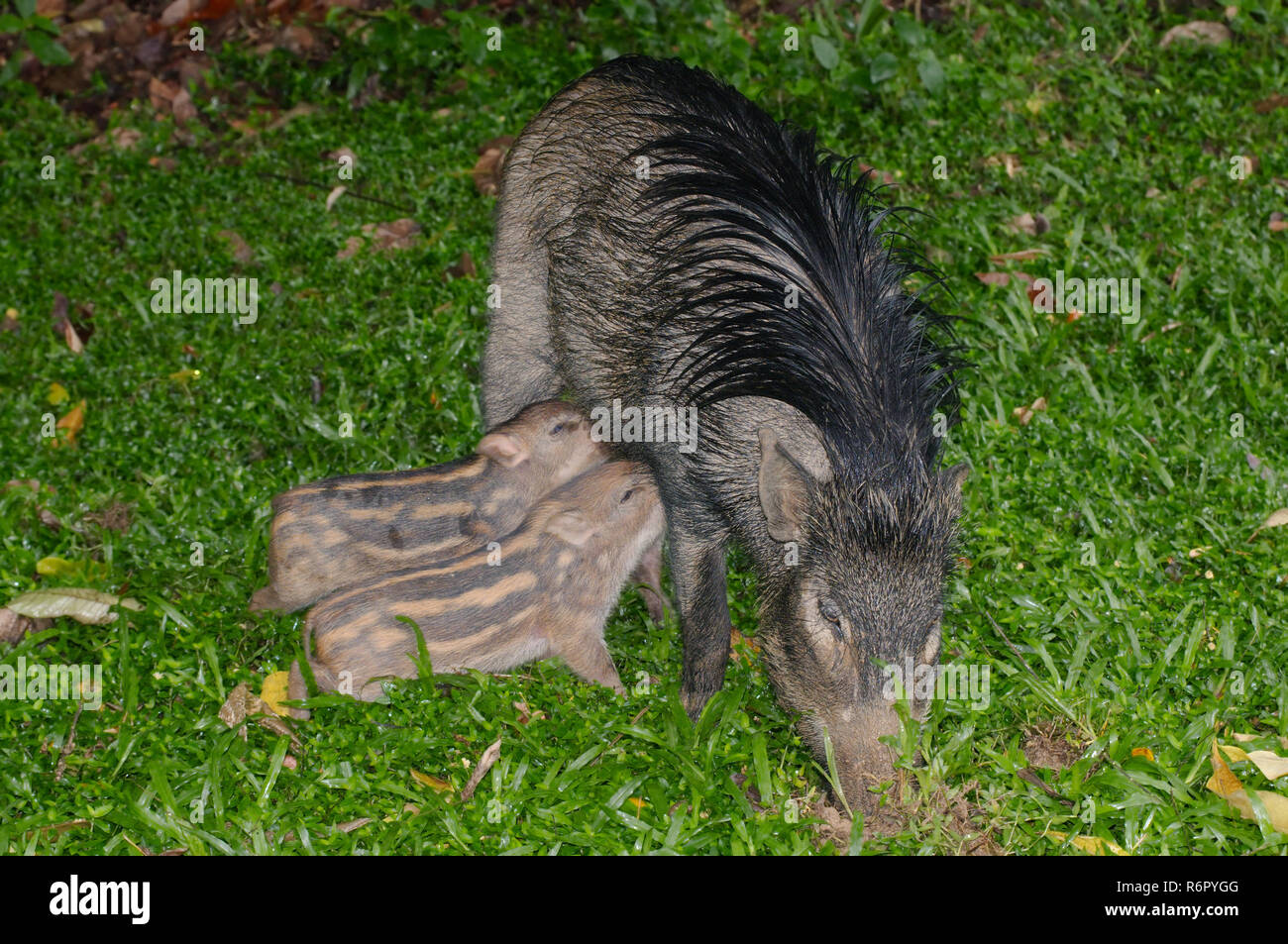 Jabalí, cerdo o cerdo salvaje euroasiático (Sus scrofa) porcinos beber la leche de la madre, Malasia Foto de stock