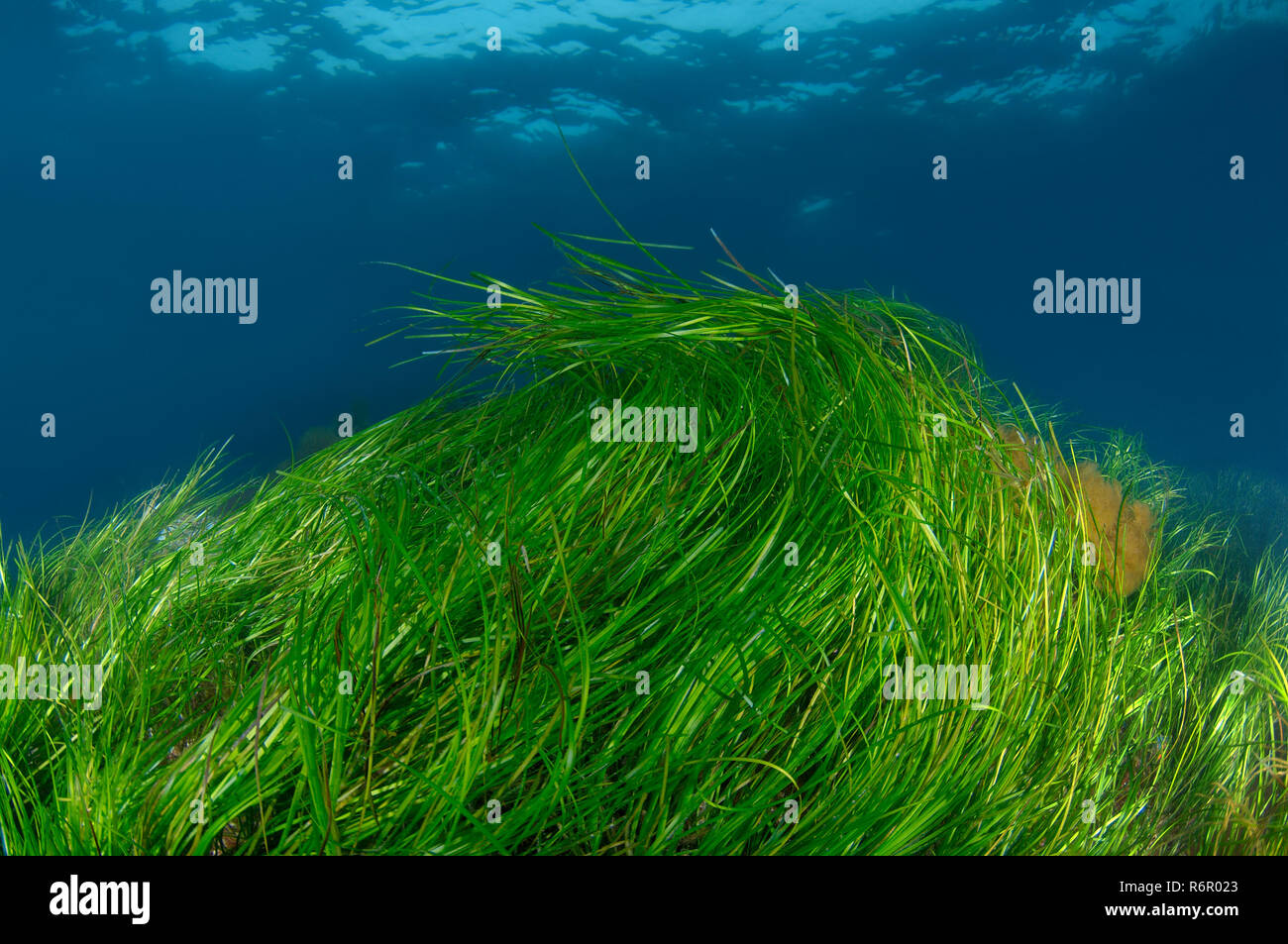 Phylum magnoliophyta fotografías e imágenes de alta resolución Alamy