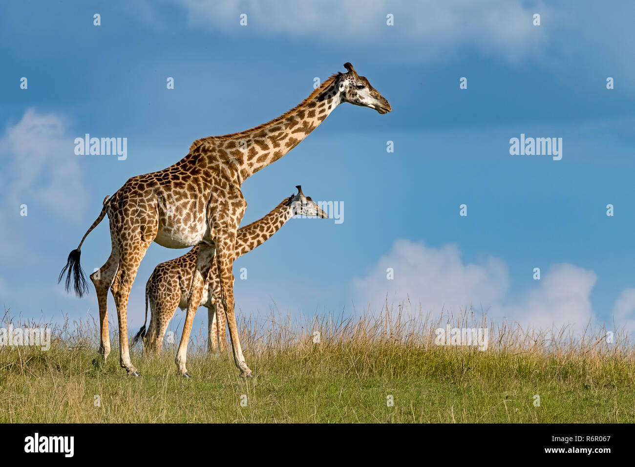 Giraffen (Giraffa camelopardalis), laufen durch die Savanne, Masai Mara, Kenia Foto de stock