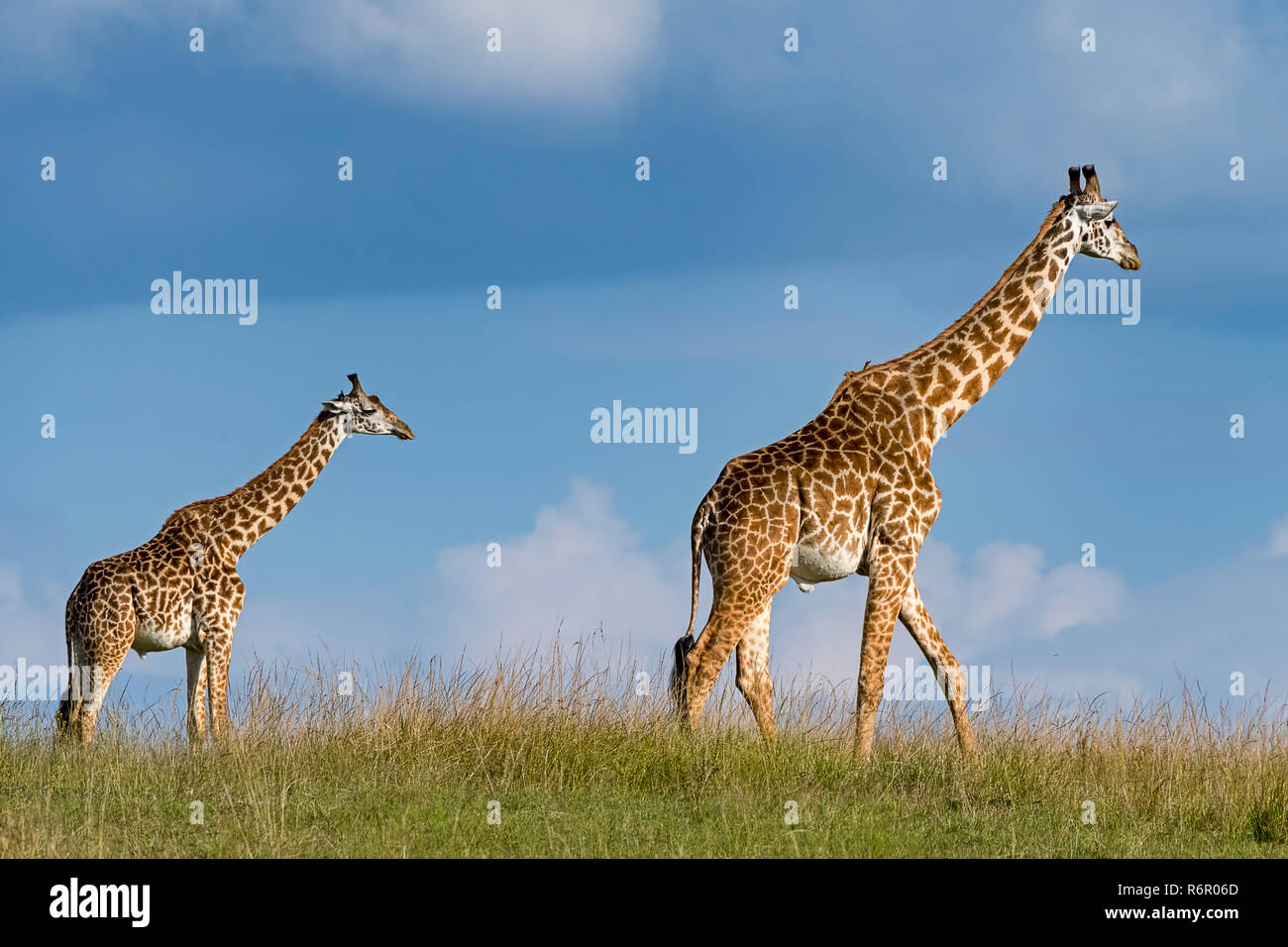 Giraffen (Giraffa camelopardalis) laufen durch die Savanne, Masai Mara, Kenia Foto de stock