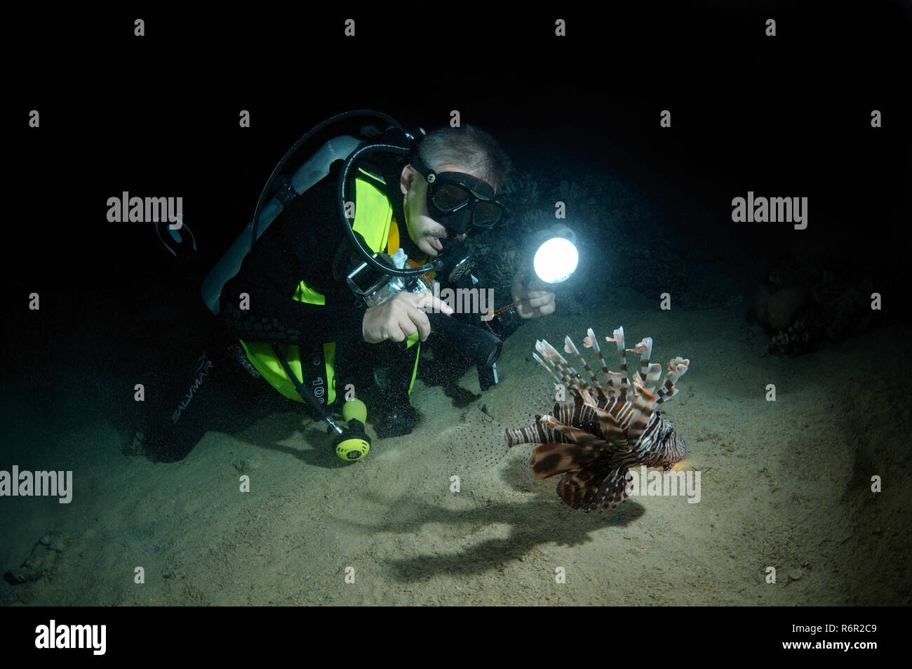 Mira buzo pez león rojo (Pterois volitans) noche Buceo en el Mar Rojo, Egipto, África Foto de stock