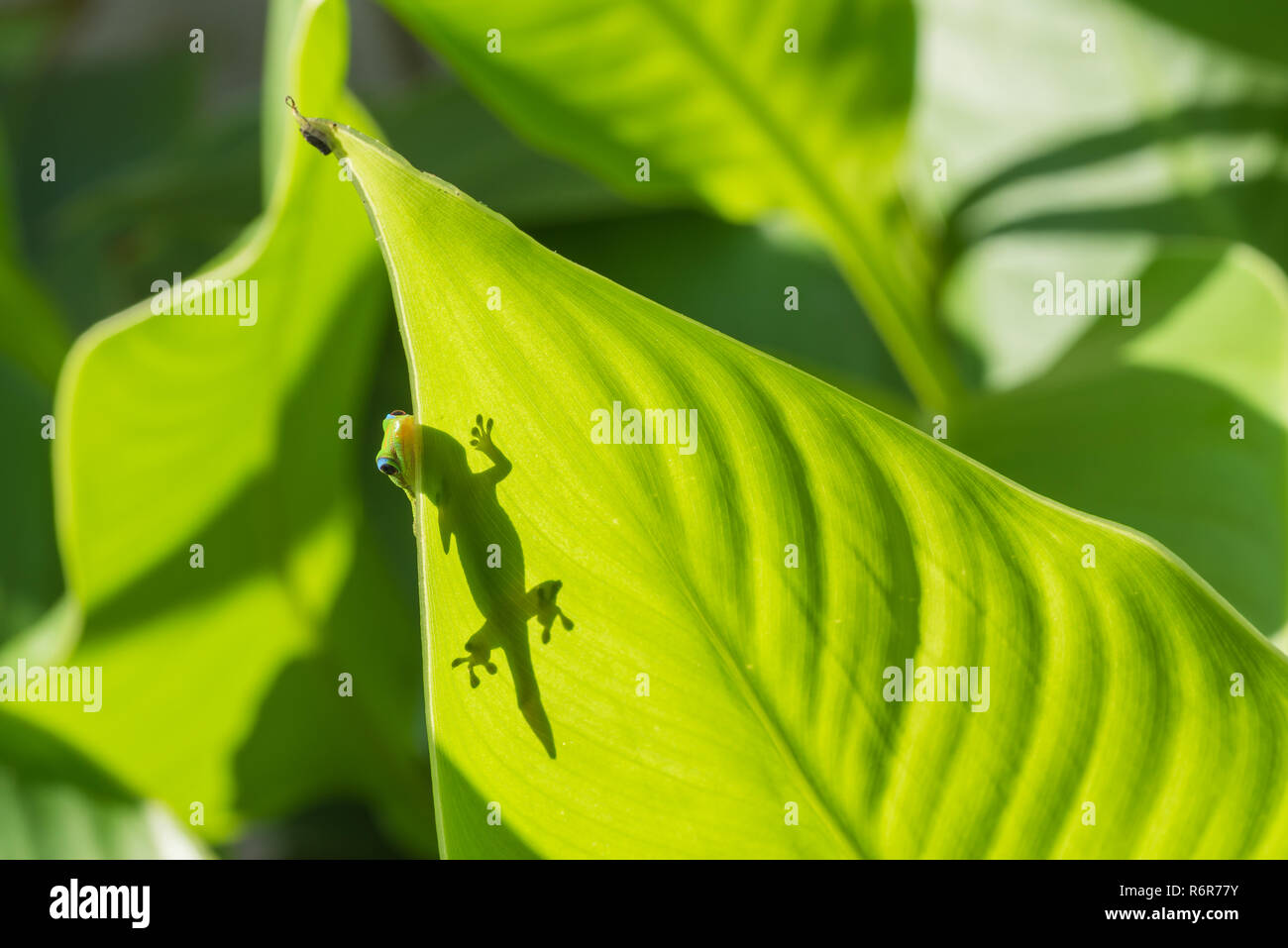 Polvo de oro Pico Day Gecko sobre Leaf Foto de stock