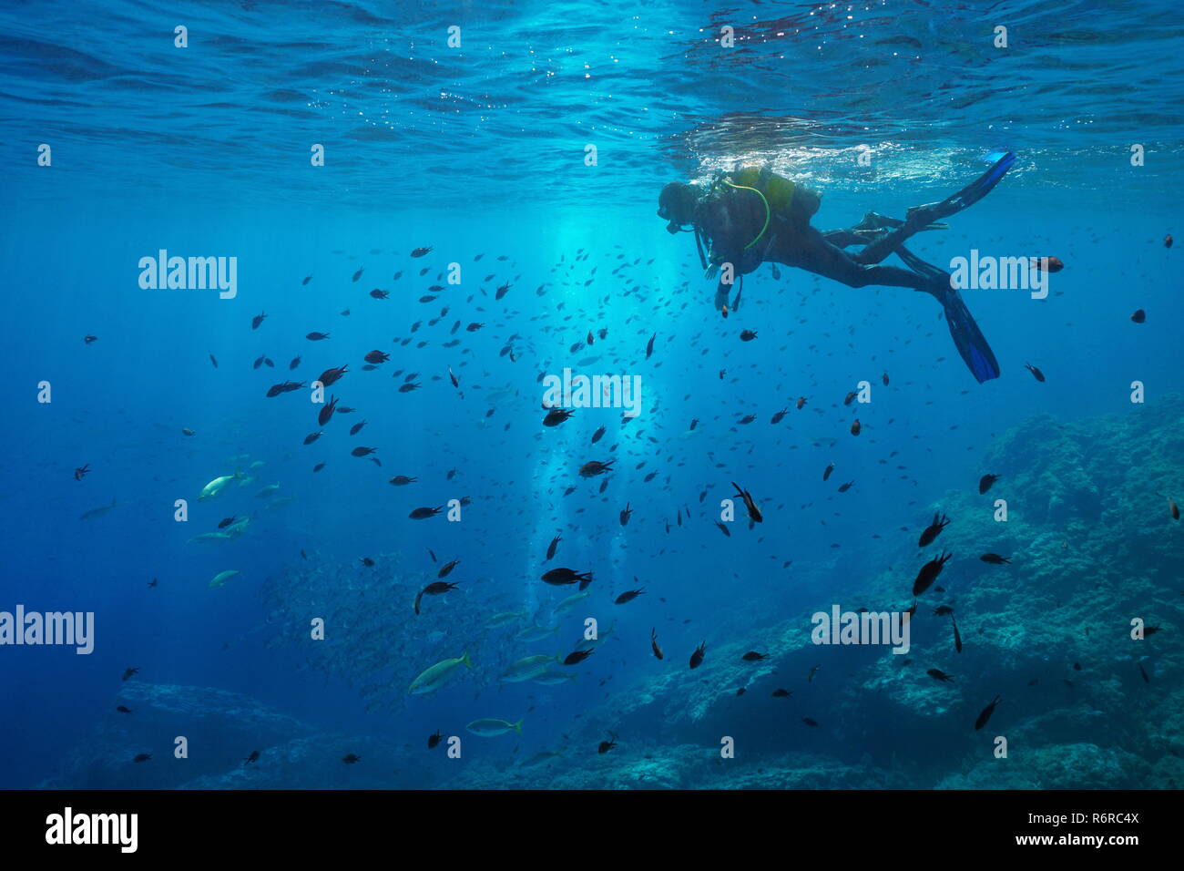 Scuba Diver sobre la superficie del agua mire cardumen de peces bajo el agua, el mar Mediterráneo, las Islas Medes, Costa Brava, ESPAÑA Foto de stock