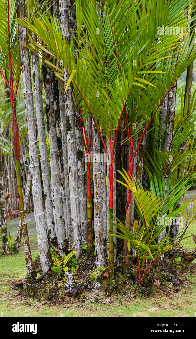 Barra de labios de sellado de cera de palma de cera Jardin de Balata Martinica Foto de stock