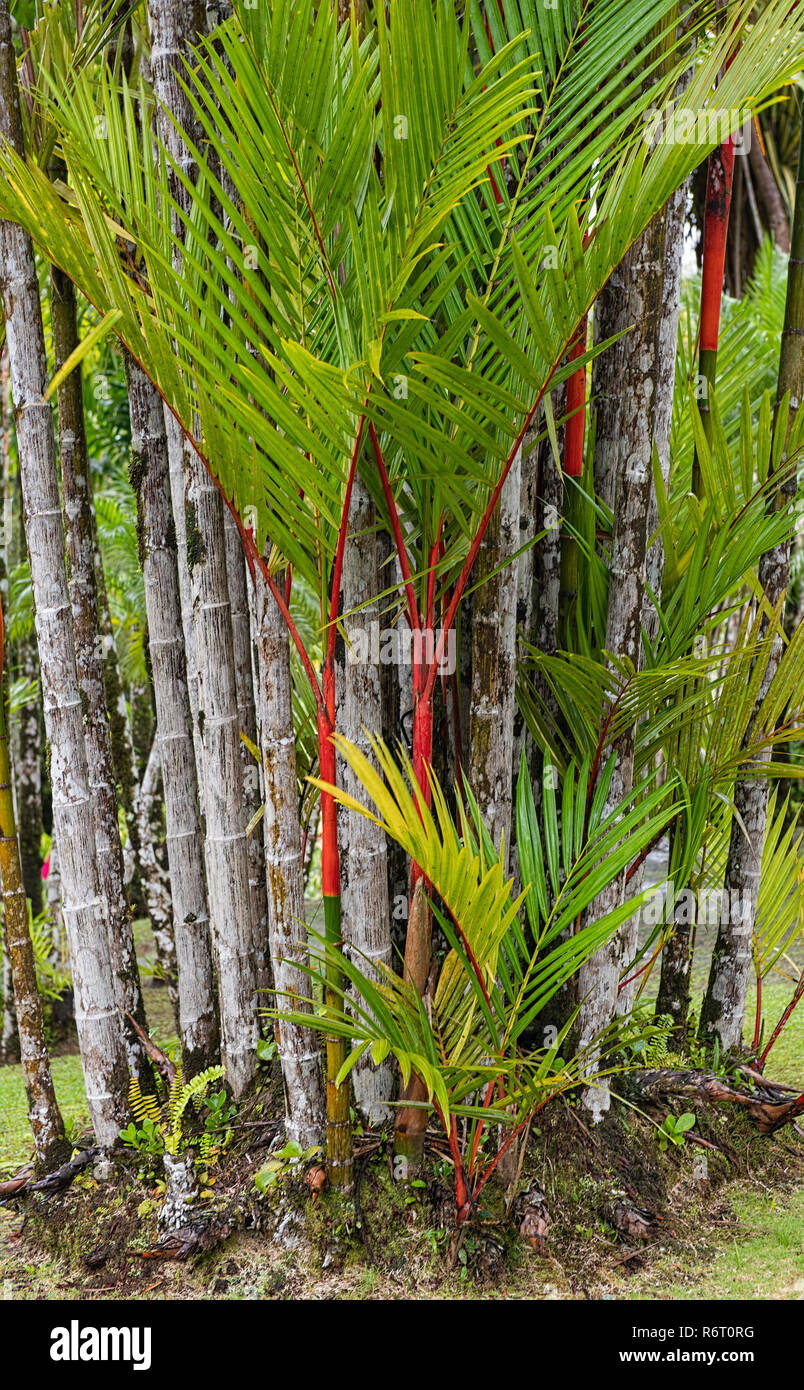 Barra de labios de sellado de cera de palma de cera Jardin de Balata Martinica Foto de stock