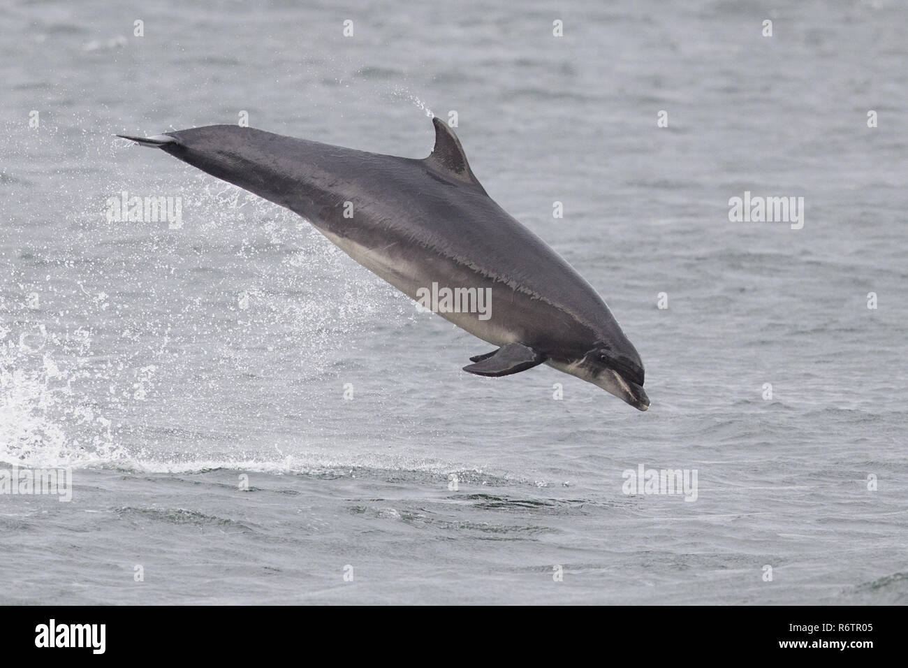 Delfín mular infringir Foto de stock