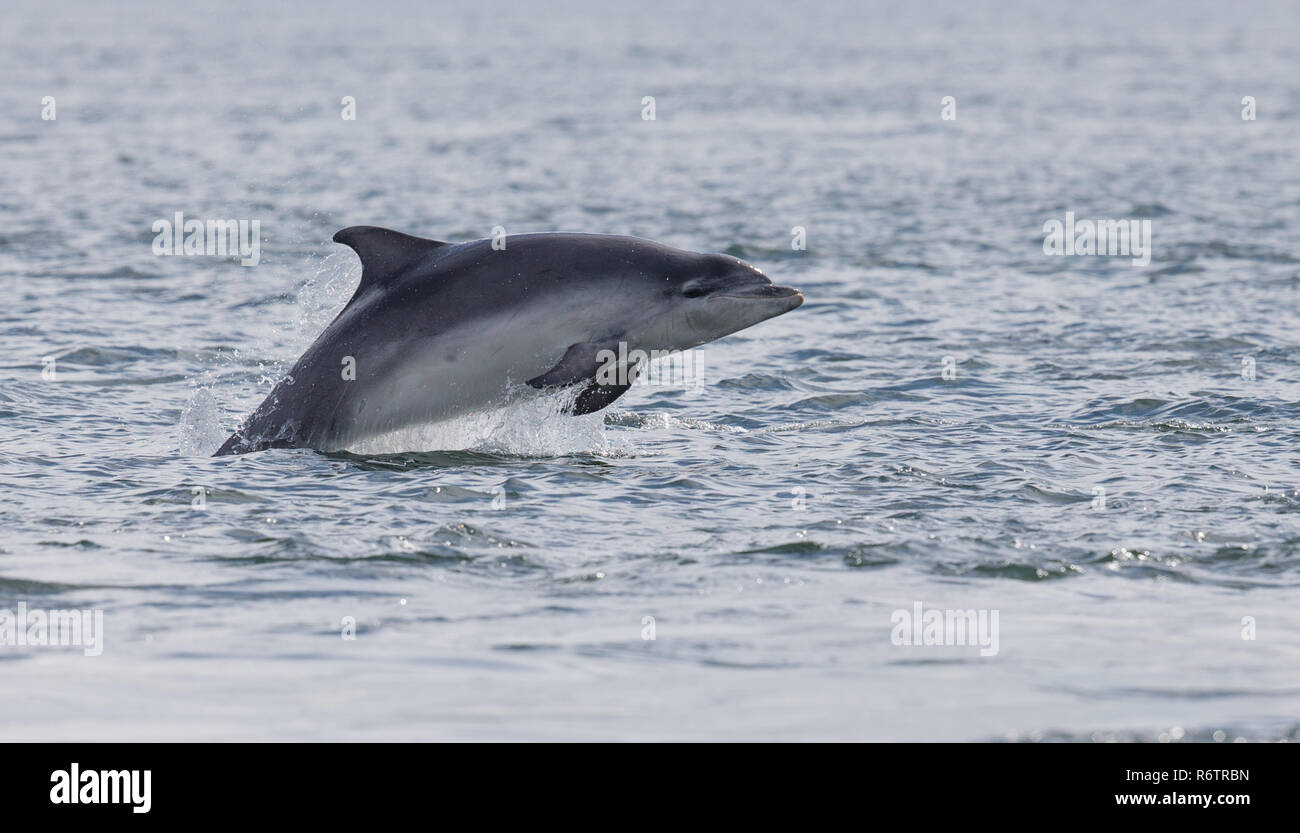 Delfín mular infringir Foto de stock
