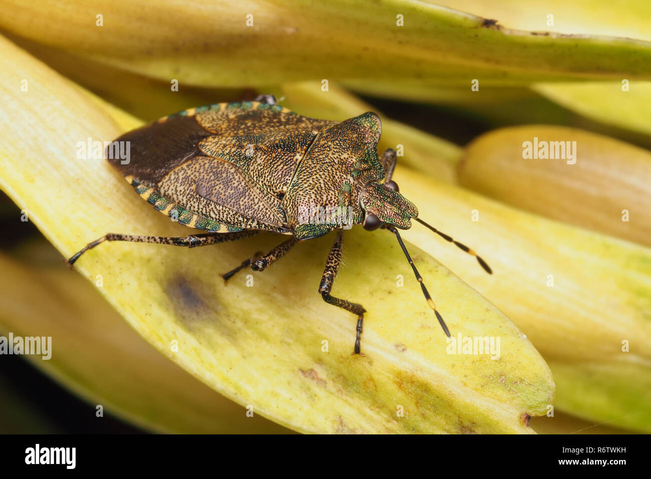 Shieldbug bronce (Troilo luridus) descansando sobre semillas de un árbol de ceniza. Tipperary, Irlanda Foto de stock